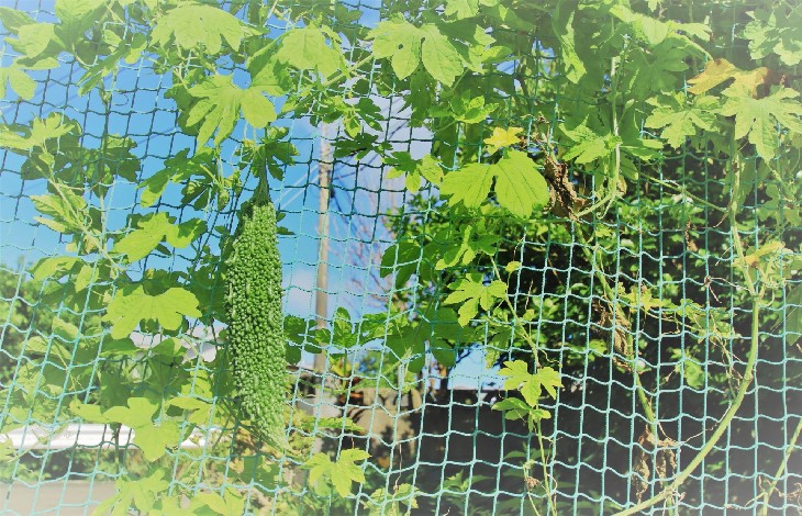 グリーンカーテンに向いている植物